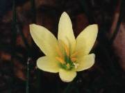 Zephyranthes ajax